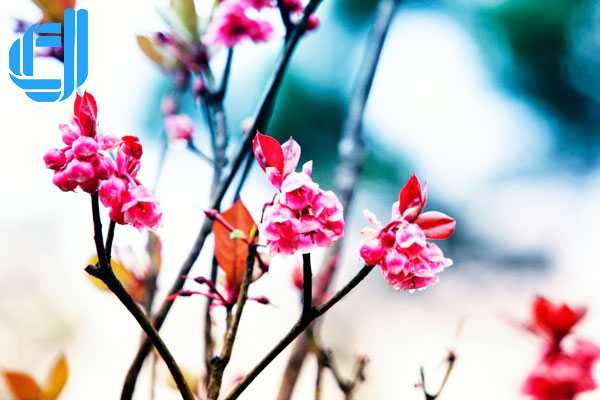 bà nà núi chúa địa điểm du lịch hàng đầu đà nẵng