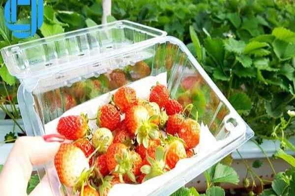 tour đà lạt đà nẵng giá rẻ bằng ô tô