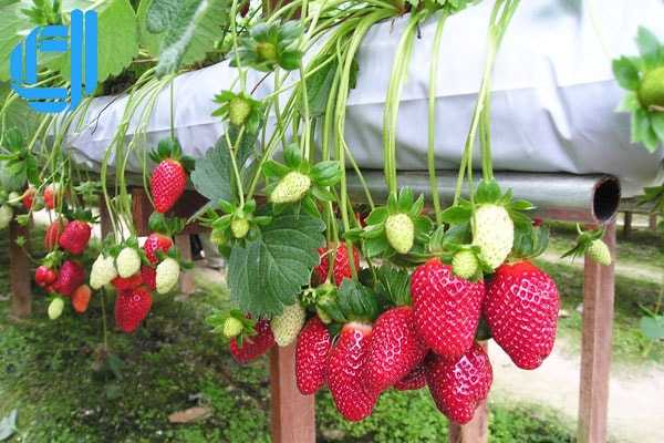 tour du lịch đà lạt từ đà nẵng giá rẻ trải nghiệm thành phố ngàn hoa