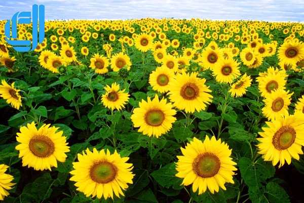 tour du lịch đà nẵng từ đà lạt giá rẻ bằng ô tô