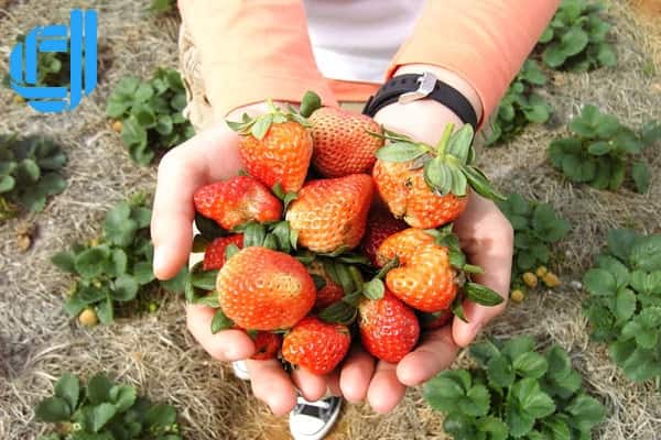 tour du lịch đà nẵng đi đà lạt giá rẻ dịp fesival hoa 2107